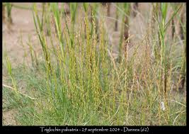 Attēlu rezultāti vaicājumam “Triglochin palustre fruit”