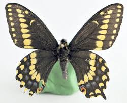 Image result for Papilionoidea