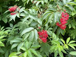 Attēlu rezultāti vaicājumam “Sambucus racemosa fruit”