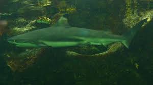 Image result for Carcharhinus melanopterus