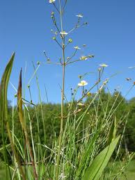 Attēlu rezultāti vaicājumam “Alisma lanceolatum”