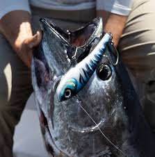 Image result for Sarda sarda