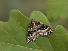 Attēlu rezultāti vaicājumam “Electrophaes corylata”