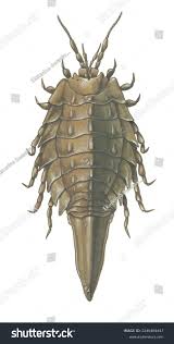 Attēlu rezultāti vaicājumam “Saduria entomon”