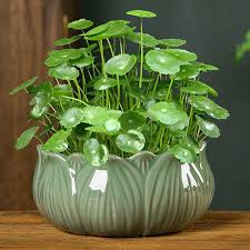 「銅錢草」的圖片搜尋結果