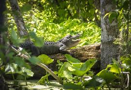 Image result for Alligator mississippiensis