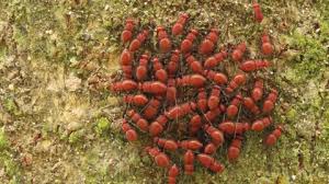 Attēlu rezultāti vaicājumam “Empoasca sp.”