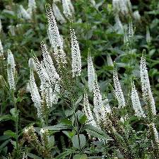 Attēlu rezultāti vaicājumam “Veronica longifolia leaf”