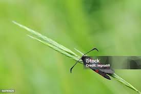 Attēlu rezultāti vaicājumam “Zygaena sp.”