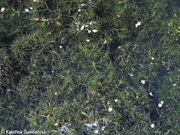 Attēlu rezultāti vaicājumam “Najas minor leaf”