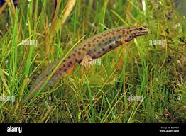 Attēlu rezultāti vaicājumam “Triturus vulgaris male”