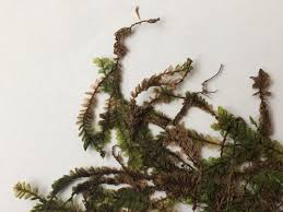 Attēlu rezultāti vaicājumam “Plagiochila asplenioides”