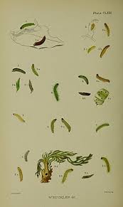 Attēlu rezultāti vaicājumam “Cnaemidophorus rhododactyla”