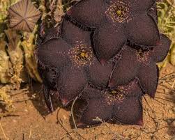 Attēlu rezultāti vaicājumam “Asclepiadaceae”