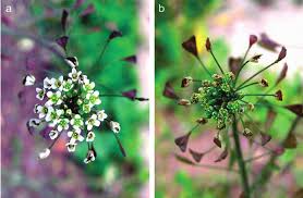 Attēlu rezultāti vaicājumam “Capsella bursa-pastoris flower”