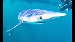 Image result for Apneists UK