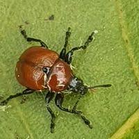 Attēlu rezultāti vaicājumam “Attelabus nitens”