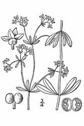 Attēlu rezultāti vaicājumam “Galium palustre fruit”