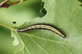 Attēlu rezultāti vaicājumam “Ortholepis betulae”