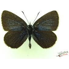 Attēlu rezultāti vaicājumam “Coenonympha hero underside”