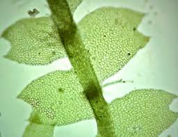 Attēlu rezultāti vaicājumam “Lophocolea minor macro”