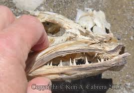 Image result for Ophiodon elongatus