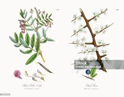 Attēlu rezultāti vaicājumam “Lathyrus niger leaf”