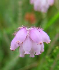 Attēlu rezultāti vaicājumam “Erica tetralix flower”