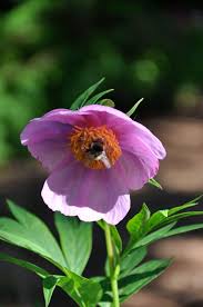 Attēlu rezultāti vaicājumam “Paeoniaceae”