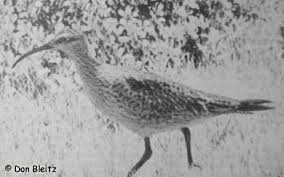 Image result for Numenius borealis