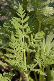 Image result for Myrrhis odorata