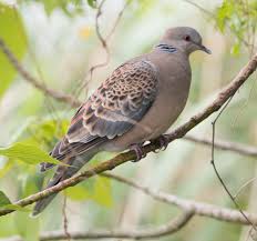 Image result for Streptopelia orientalis