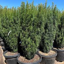 Attēlu rezultāti vaicājumam “Taxus”