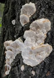 Attēlu rezultāti vaicājumam “Coriolopsis trogii”