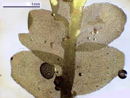 Attēlu rezultāti vaicājumam “Lophocolea coadunata”