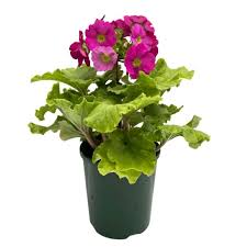 Image result for Primula obconica