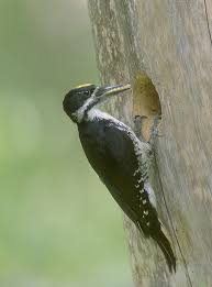 Attēlu rezultāti vaicājumam “Picoides tridactylus adult”