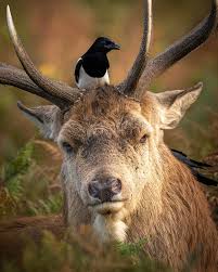 Attēlu rezultāti vaicājumam “Cervus elaphus”