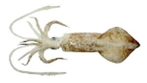 Attēlu rezultāti vaicājumam “Oligia sp.”