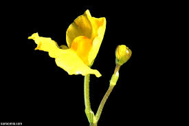 Attēlu rezultāti vaicājumam “Utricularia intermedia bud”