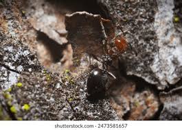 Attēlu rezultāti vaicājumam “Triplax russica”