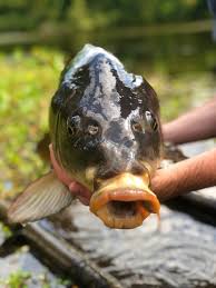 Image result for Cyprinus chilia
