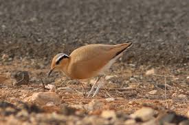 Image result for Cursorius cursor