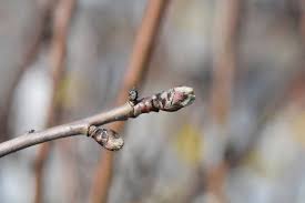Attēlu rezultāti vaicājumam “Crataegus laevigata bud”