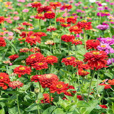 Image result for Zinnia elegans