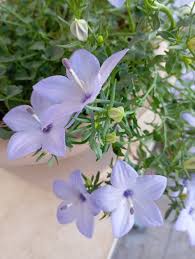 Image result for Campanula isophylla