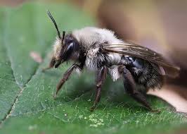 Attēlu rezultāti vaicājumam “Andrena vaga”