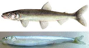 Image result for Osmerus mordax