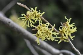 Attēlu rezultāti vaicājumam “Hamamelis japonica”