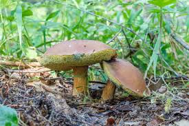 Attēlu rezultāti vaicājumam “Xerocomus subtomentosus”